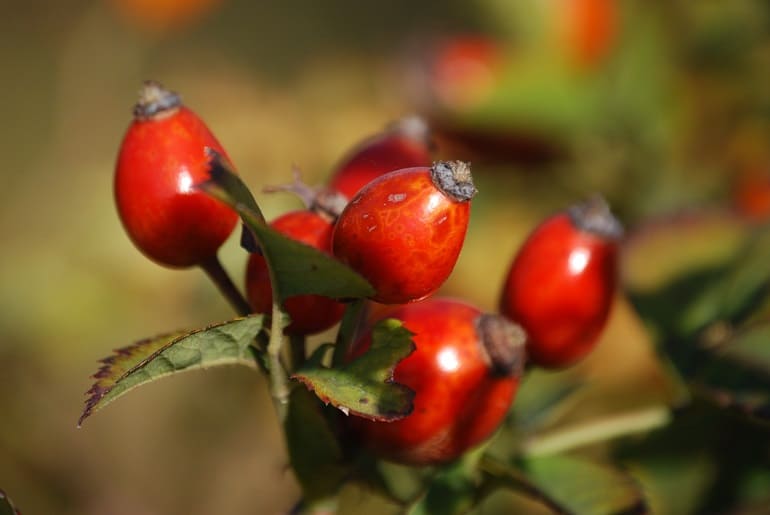 Beneficios para la piel del uso de aceite de rosa de mosqueta